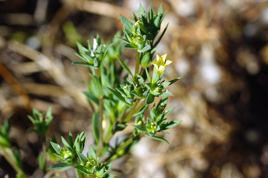 Linum strictum / Lino minore